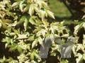 Acer neglectum Annae Image 1