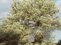 Acer negundo Argenteovariegatum Image 1