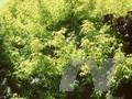 Acer negundo Aureovariegatum Image 1