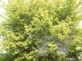 Acer negundo Odessanum Image 1