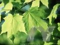 Acer nigrum Image 1