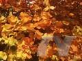 Acer opalus Image 1