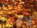 Acer opulifolium Image 1