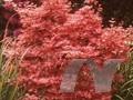 Acer palmatum Carminum Image 1