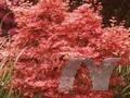 Acer palmatum Corallinum Image 1