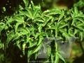Acer palmatum Crispifolium Image 1