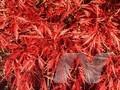 Acer palmatum Dissectum-Grp Ever Red Image 1