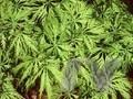 Acer palmatum Dissectum-Grp Filigree Image 1