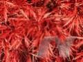 Acer palmatum Dissectum-Grp Dissectum Nigrum Image 1