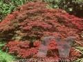Acer palmatum Dissectum-Grp Dissectum Ornatum Image 1