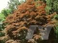 Acer palmatum Linearilobum-Grp Atrolineare Image 1
