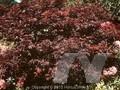Acer palmatum Matsumurae-Grp Beni-kagami Image 1