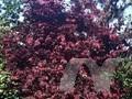 Acer palmatum Matsumurae-Grp Inazuma Image 1