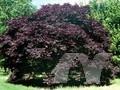 Acer palmatum Palmatum-Grp Nigrum Image 1