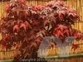 Acer palmatum Ribesifolium Image 1