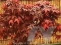 Acer palmatum Shishigashira Image 1
