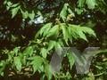 Acer papilio Image 1