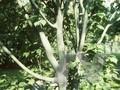 Acer pensylvanicum Image 1