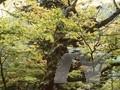 Acer pictum Image 1