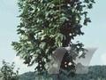 Acer platanoides Cleveland Image 1