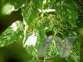 Acer platanoides Laciniatum Image 1