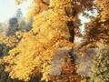 Acer platanoides Lorbergii Image 1