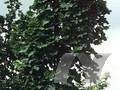 Acer platanoides Olmsted Image 1
