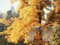 Acer platanoides Palmatifidum Image 1