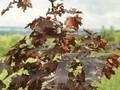 Acer platanoides Royal Red Image 1