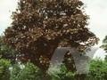 Acer platanoides Schwedleri Image 1