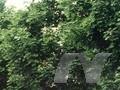 Acer platanoides Summershade Image 1