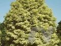 Acer platanoides Walderseei Image 1