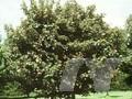 Acer pseudoplatanus Atropurpureum Image 1