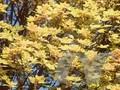 Acer pseudoplatanus Brilliantissimum Image 1