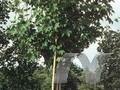 Acer pseudoplatanus Erectum Image 1