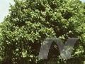 Acer pseudoplatanus Leopoldii Image 1