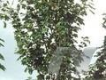 Acer pseudoplatanus Negenia Image 1