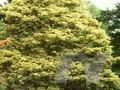 Acer pseudoplatanus Prinz Handjery Image 1