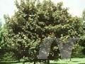 Acer pseudoplatanus Spaethii Image 1