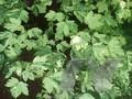 Acer pseudoplatanus Variegatum Image 1