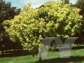 Acer pseudoplatanus Worley Image 1