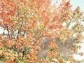 Acer rubrum Image 1