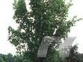 Acer rubrum Armstrong Image 1
