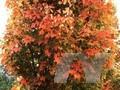 Acer rubrum Scanlon Image 1