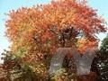 Acer rubrum Schlesingeri Image 1