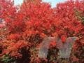 Acer rubrum Wagneri Image 1