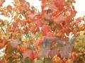 Acer rufinerve Image 1