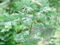 Acer rufinerve Albolimbatum Image 1