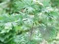 Acer rufinerve Hatsuyuki Image 1