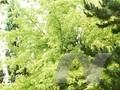 Acer saccharinum Lutescens Image 1